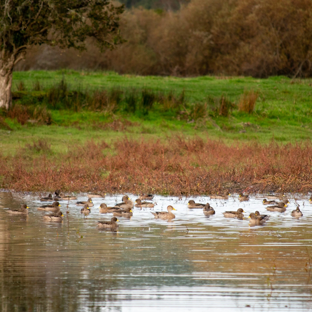 Fotografía de un campo con patos silvestres.