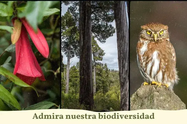 Fotografías de un copihue chileno, una araucaria y un chuncho, con la frase "Admira nuestra biodiversidad" debajo de las tres mencionadas.