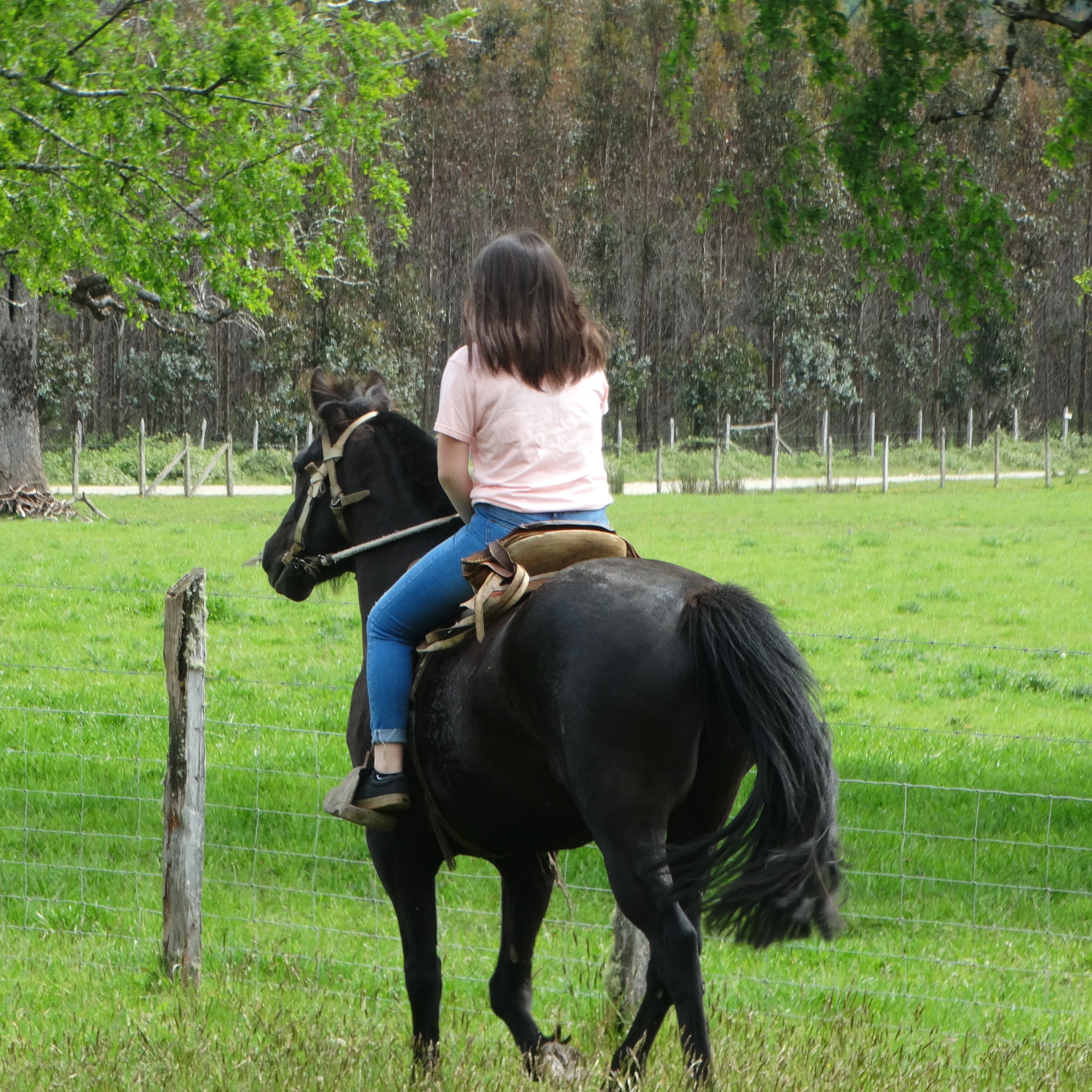 Una persona cabalgando tranquilamente un caballo en un campo.