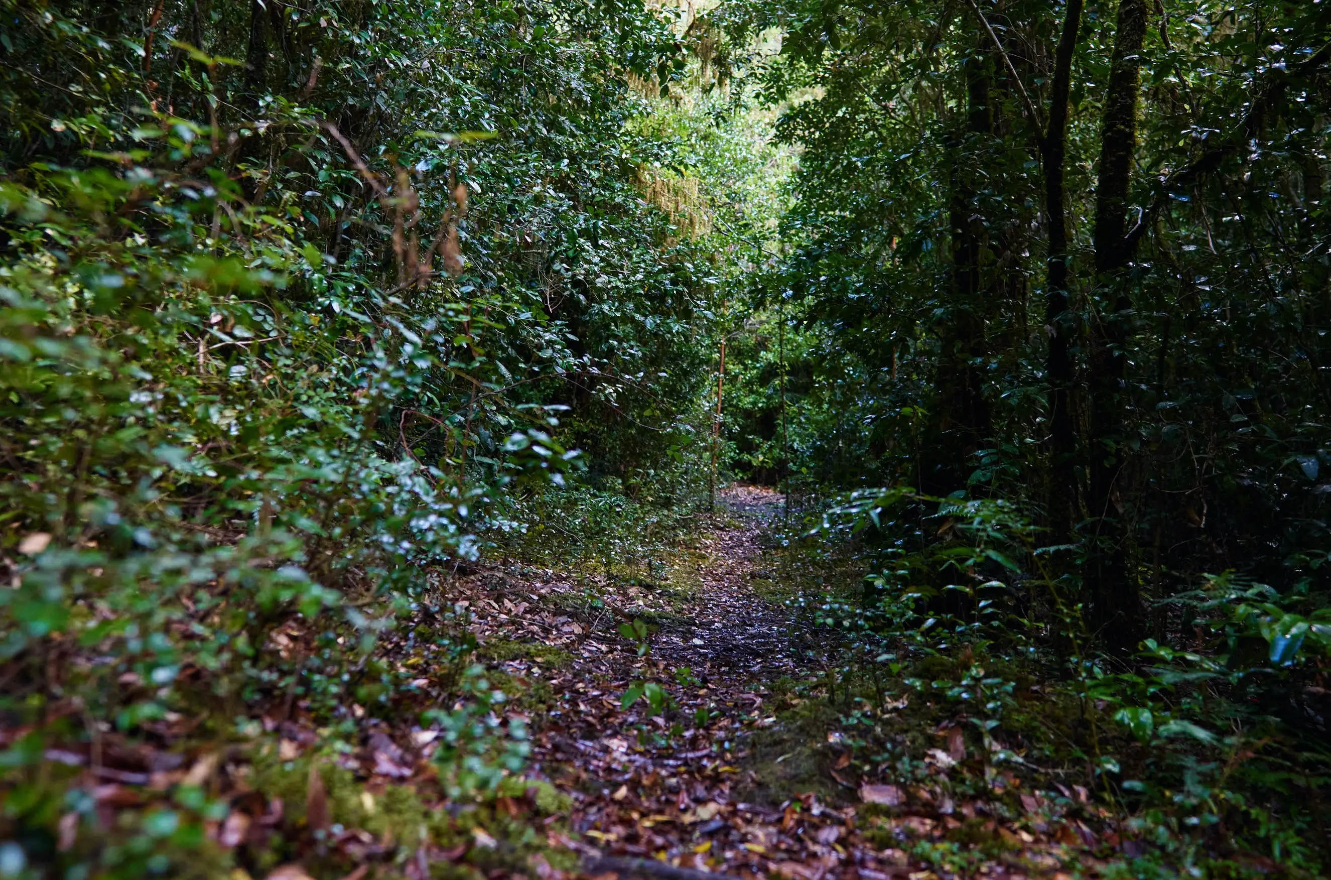 Fotografía de un sendero.