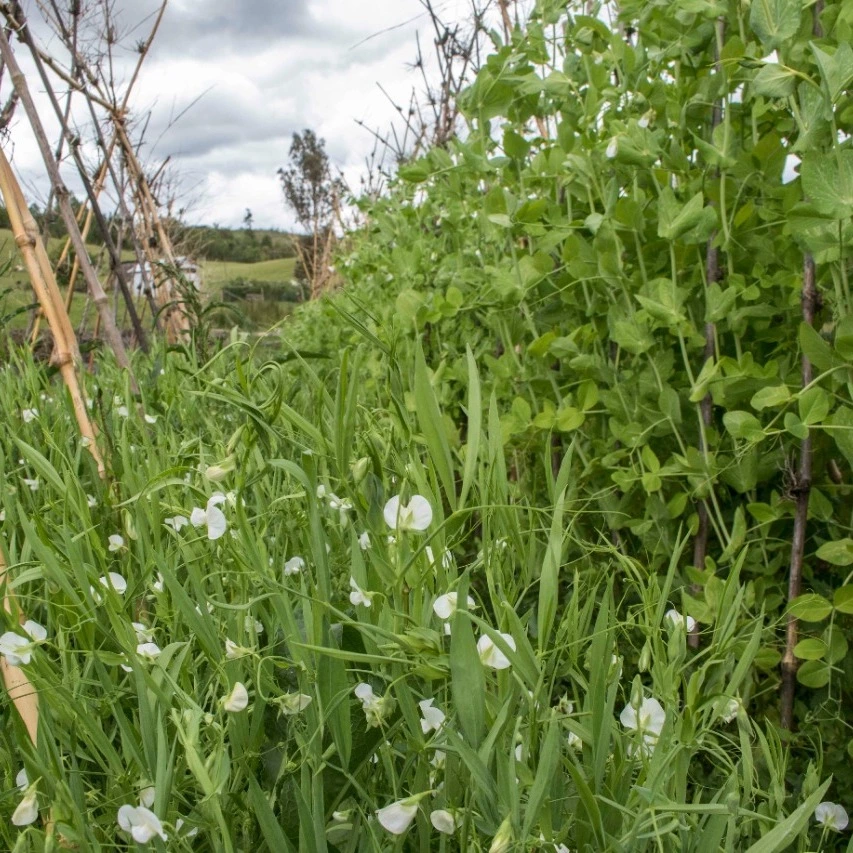 Fotografía de un campo lleno de flores.