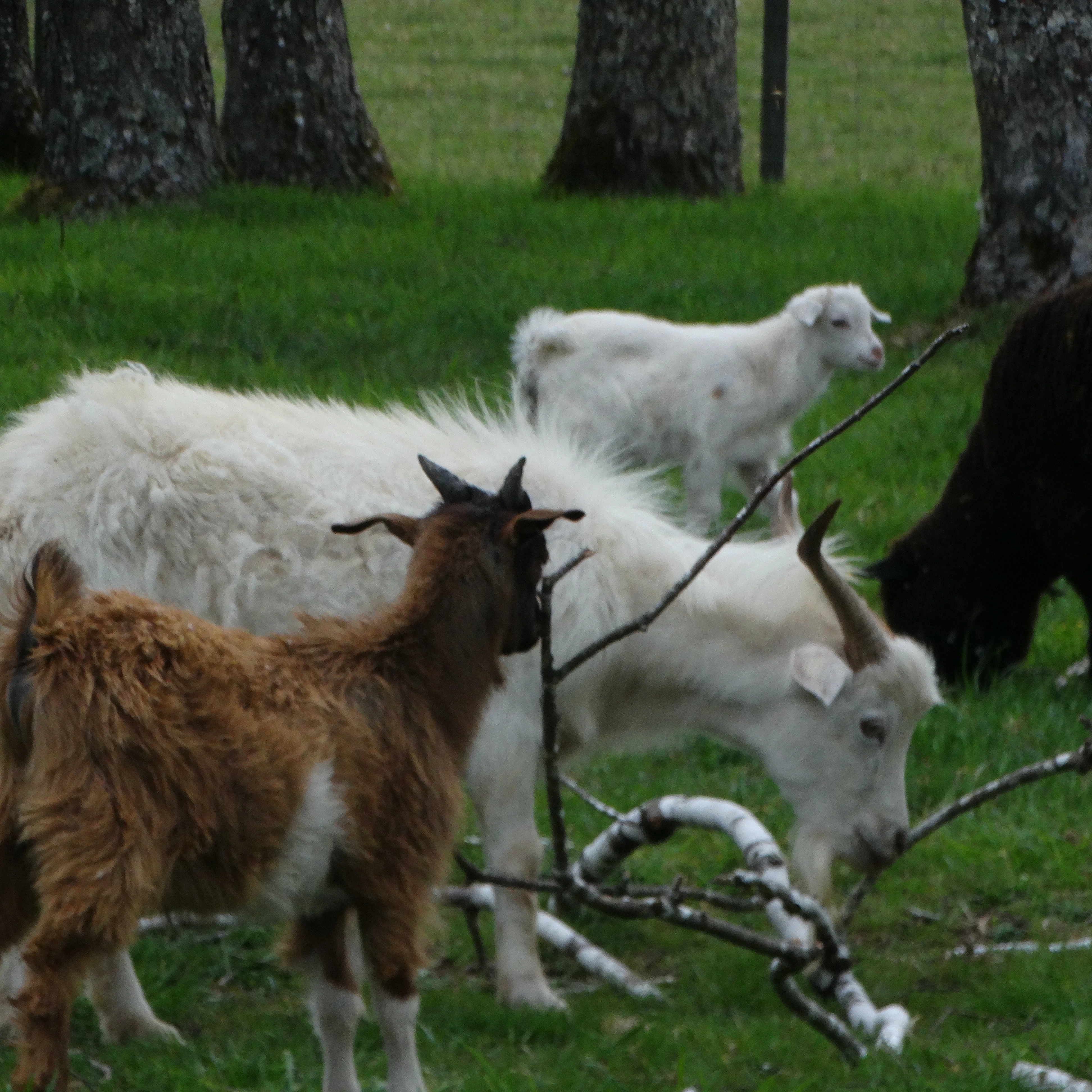 Fotografía de Chivos y cabras en un campo.