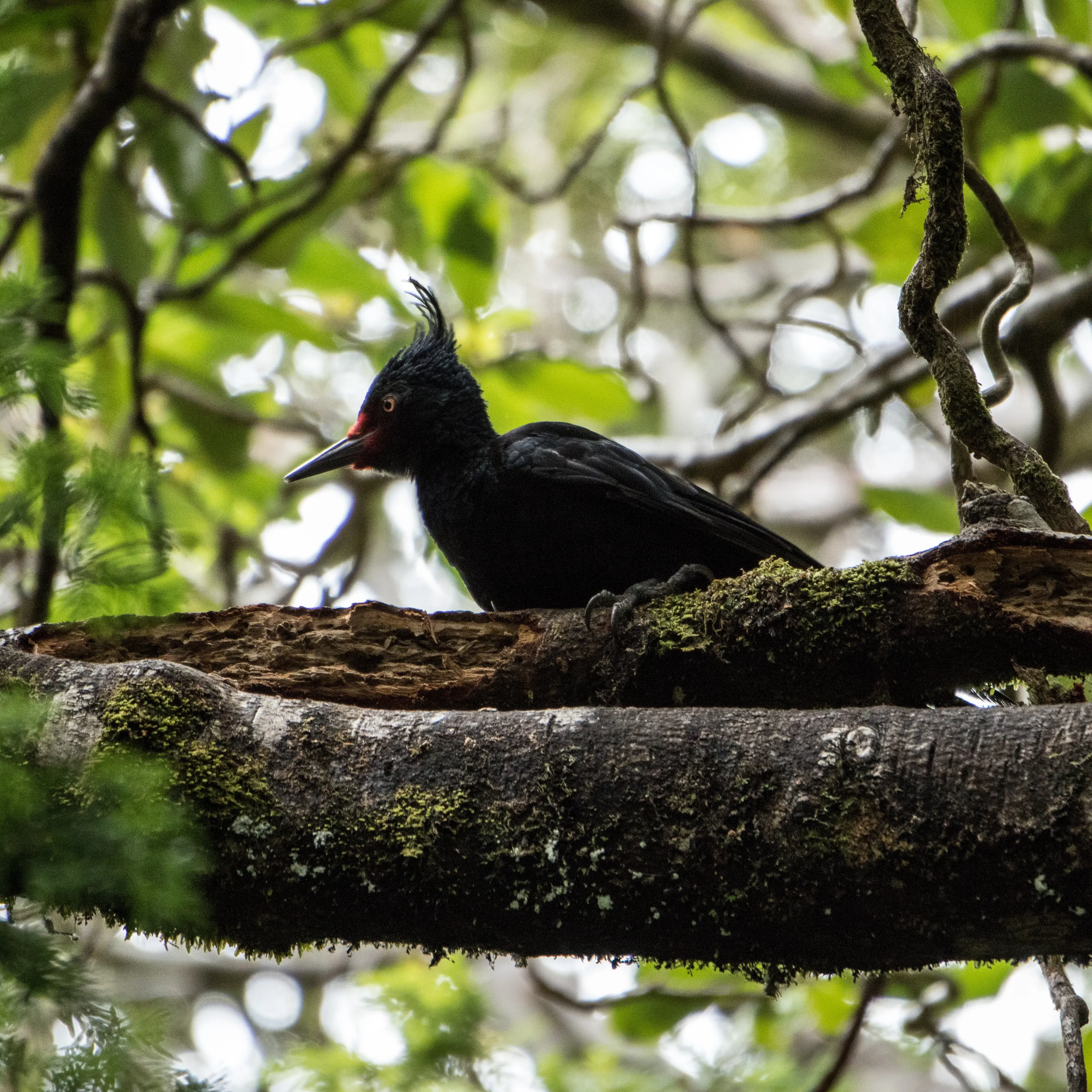 Una fotografía de un pajaro carpintero hembra.