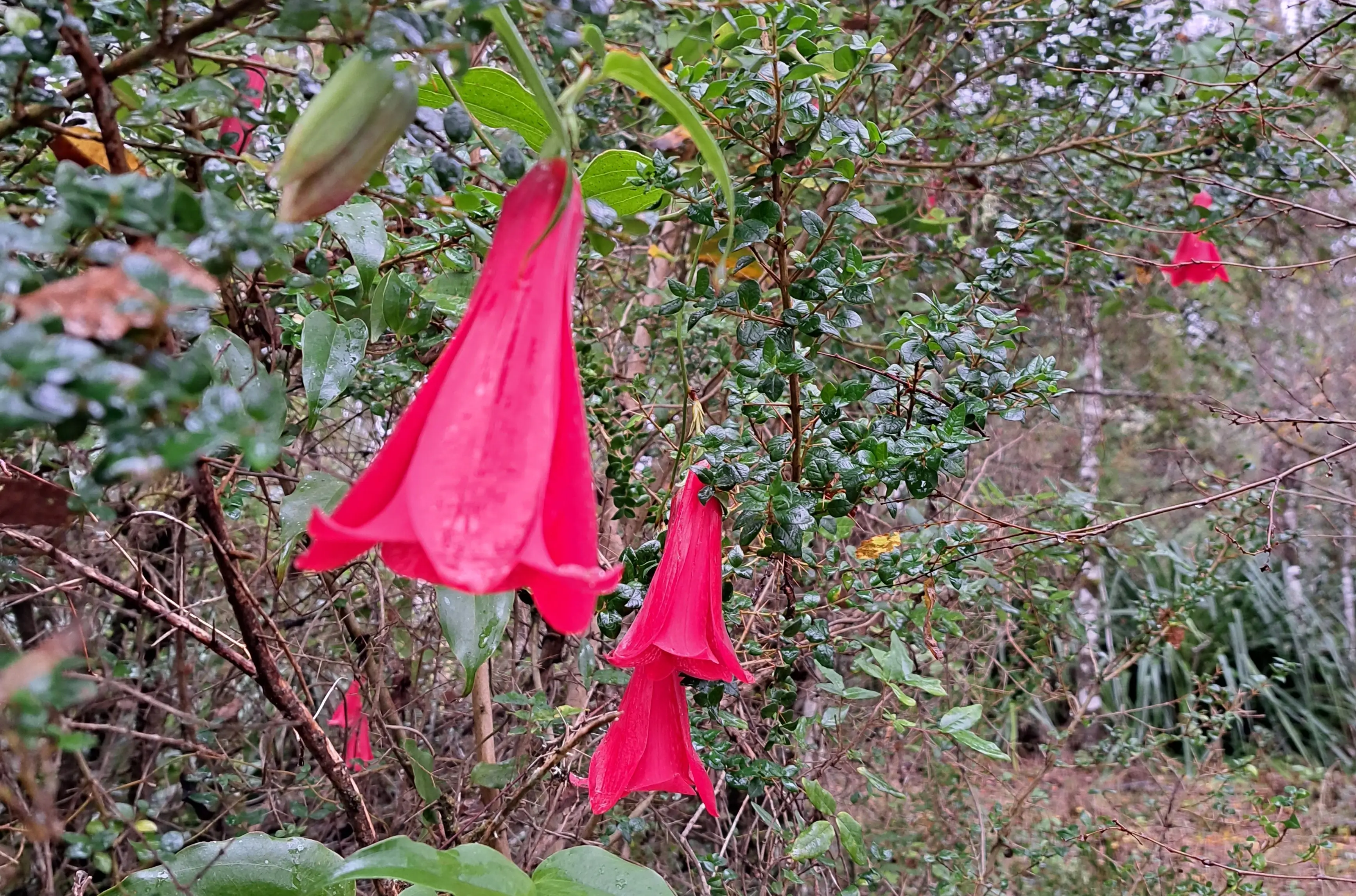 Fotografía de copihues.