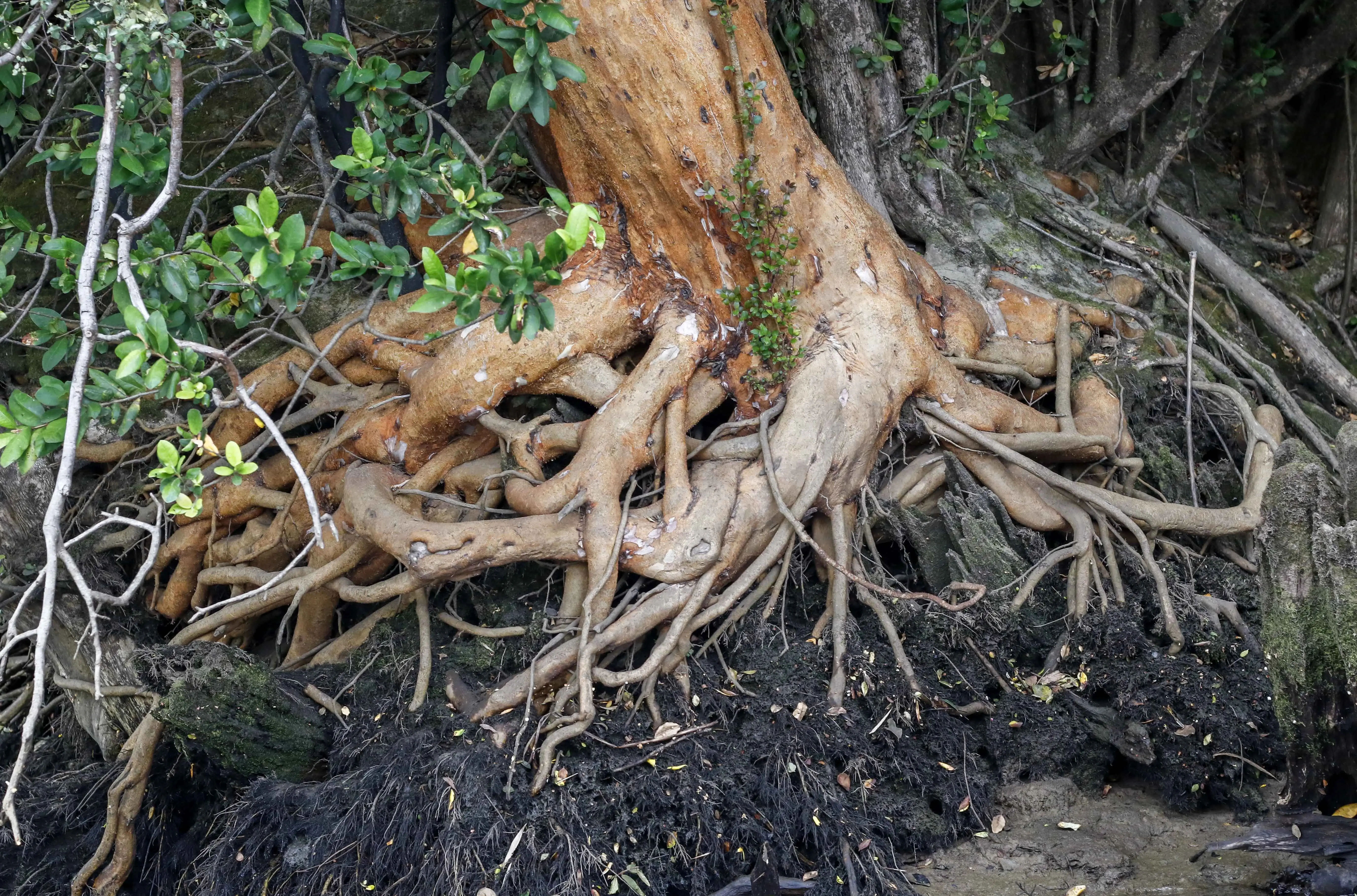 Fotografía de las raices de un árbol.